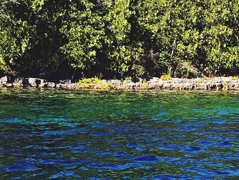 Scenic view of tree by water