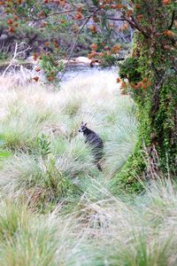 View of bird in forest