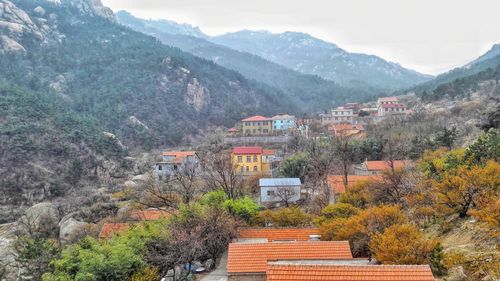 View of trees with buildings in the background