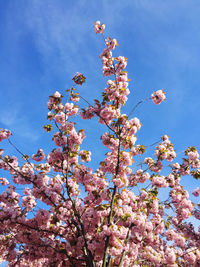 Low angle view of cherry blossoms against blue sky