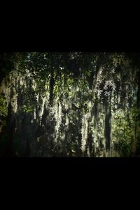 Trees against sky