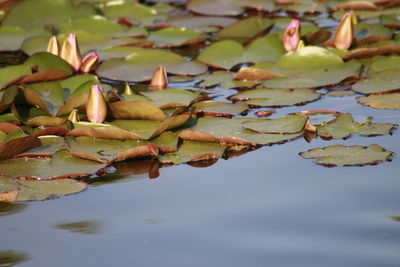 Close-up of lotus water lily in lake