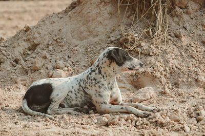 Side view of dog on sand