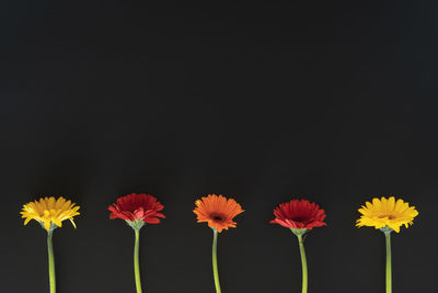 Close-up of yellow flowers against black background