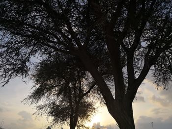 Low angle view of silhouette tree against sky during sunset