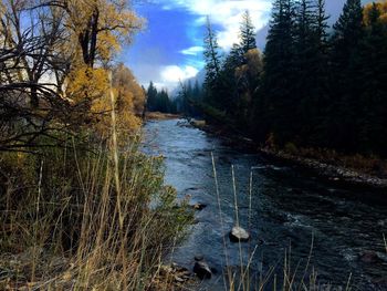 River amidst trees in forest