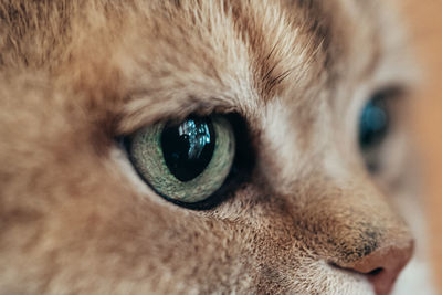 Close-up portrait of a cat