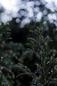 Close-up of frozen plant