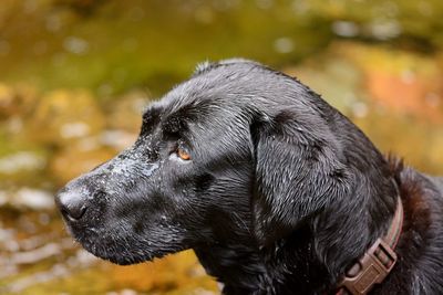 Close-up of wet black labrador retriever