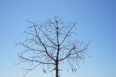 Low angle view of bare tree against blue sky