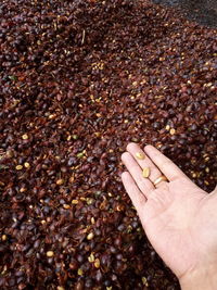 High angle view of cropped hand