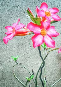 Close-up of pink flowers