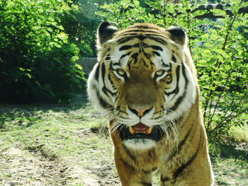 Tiger in a forest
