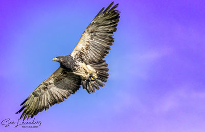Low angle view of eagle flying against blue sky