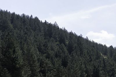 Low angle view of tree mountains against sky