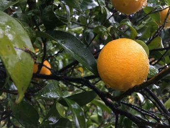 Low angle view of orange tree