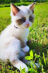 Portrait of cat on grassy field