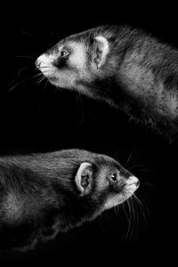 Close-up of mouse against black background