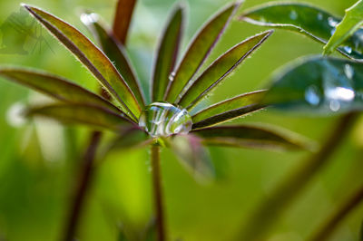 Close-up of raindrops on leaf