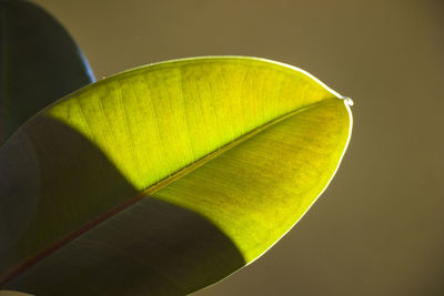 Green ficus leave, sunlight and shadows, room plant and houseplant