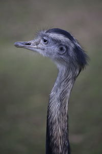 Animal faces - ostrich