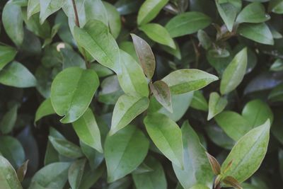 Full frame shot of fresh green leaves