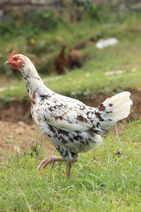 Close-up of a bird on field