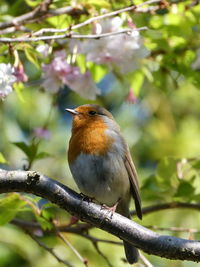 Close-up of bird perching on branch