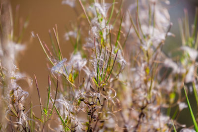 Close-up of fresh grass