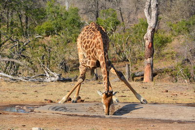 View of an animal on dirt road