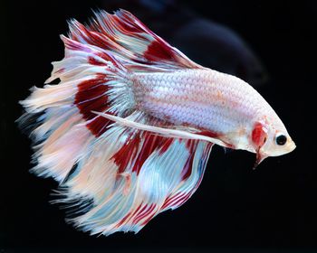 Close-up of fish underwater