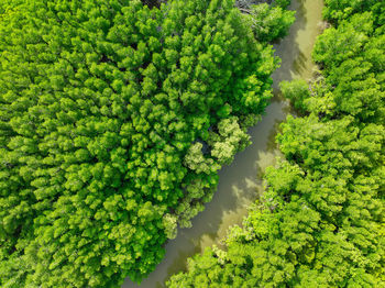Green mangrove forest. carbon sequestration and storage. blue carbon ecosystem. mitigation climate