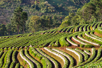 High angle view of agricultural field