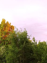 Low angle view of trees against sky