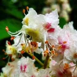 Close-up of white flowering plant