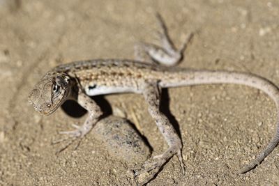 High angle view of lizard on sand