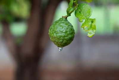 Close-up of raindrops on plant