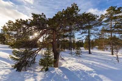 Nature landscape near the kongsberg, norway, on a winter day with clouds in the sky