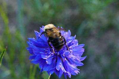 Close-up of bee pollinating on purple flower