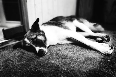 Close-up of a dog sleeping at home