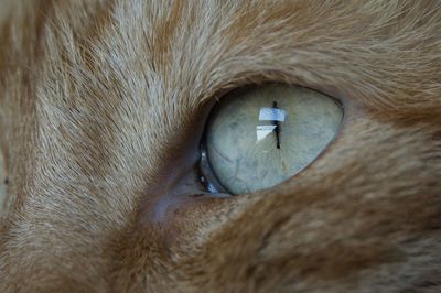 Close-up portrait of a cat