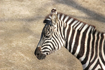 Close-up of zebra