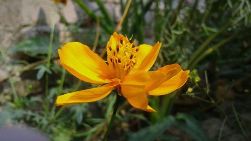 Close-up of yellow flower blooming outdoors