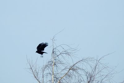 Low angle view of bird flying against clear sky