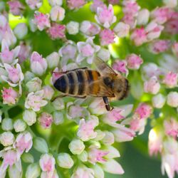 Close-up of honey bee pollinating on pink flower