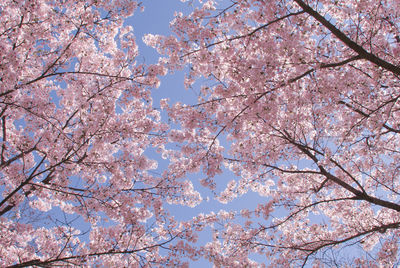 Low angle view of cherry blossoms against sky