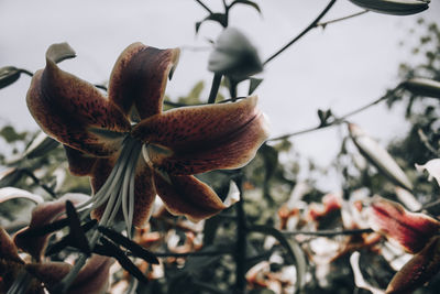 Close-up of wilted flower plant