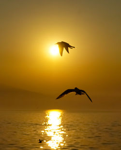 Flapping wings at sunset