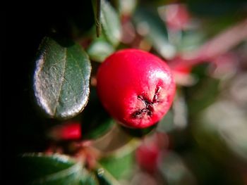 Close-up of red berries growing on tree