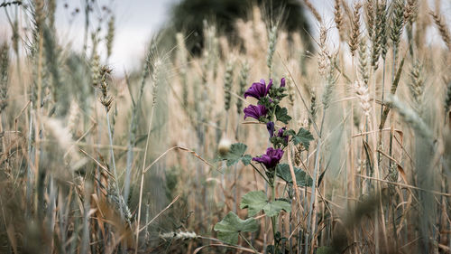 Close-up of flowering plants on field